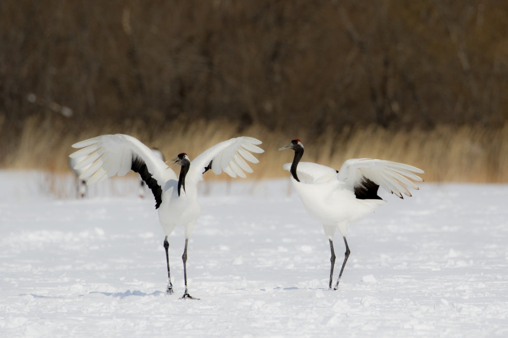Rare red-crowned crane poster print from Hokkaido, Japan by Darrell Gulin.