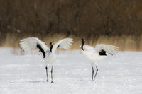 Rare red-crowned crane poster print from Hokkaido, Japan by Darrell Gulin.