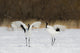Rare red-crowned crane poster print from Hokkaido, Japan by Darrell Gulin.