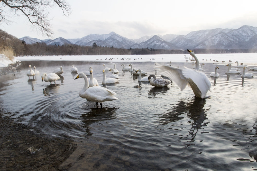 Whooper Swans on frozen Lake Kussharo poster print by Darrell Gulin.
