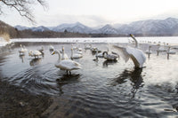Whooper Swans on frozen Lake Kussharo poster print by Darrell Gulin.