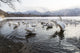 Whooper Swans on frozen Lake Kussharo poster print by Darrell Gulin.