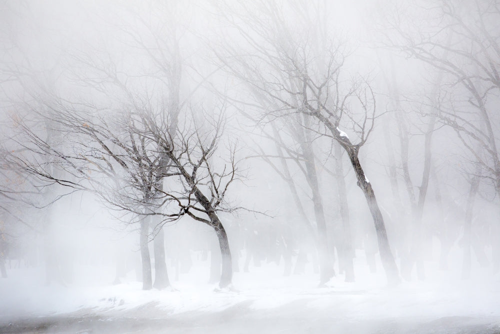 Trees along frozen Lake Kussharo winter snow poster print by Darrell Gulin