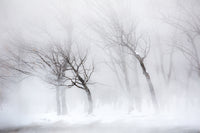 Trees along frozen Lake Kussharo winter snow poster print by Darrell Gulin