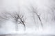 Trees along frozen Lake Kussharo winter snow poster print by Darrell Gulin