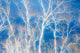 Art print of birch trees along the shoreline of Lake Mashu, Hokkaido, Japan.