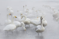 Whooper swans gliding on frozen Lake Kussharo art print