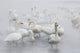 Whooper swans gliding on frozen Lake Kussharo art print