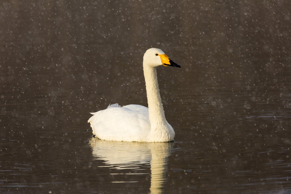 Whooper swans on frozen Lake Kussharo art print by Darrell Gulin