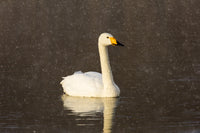 Whooper swans on frozen Lake Kussharo art print by Darrell Gulin