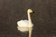 Whooper swans on frozen Lake Kussharo art print by Darrell Gulin