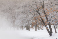 Trees Along Frozen Lake Kussharo winter poster print by Darrell Gulin