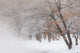 Trees Along Frozen Lake Kussharo winter poster print by Darrell Gulin