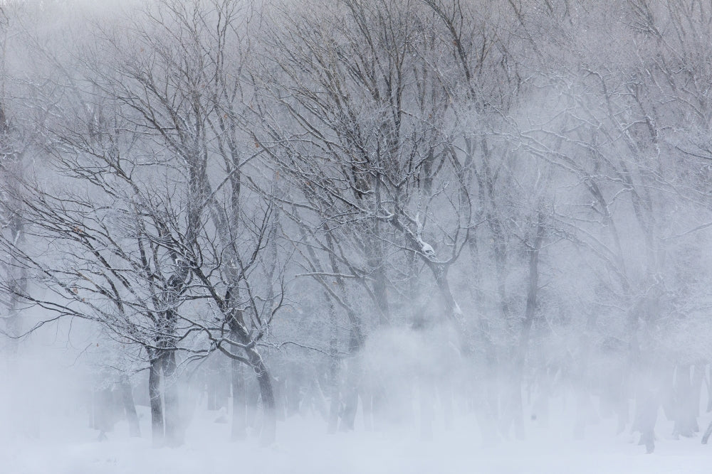 Trees along Frozen Lake Kussharo winter landscape poster print by Darrell Gulin.