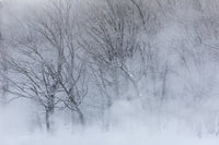 Trees along Frozen Lake Kussharo winter landscape poster print by Darrell Gulin.