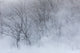 Trees along Frozen Lake Kussharo winter landscape poster print by Darrell Gulin.