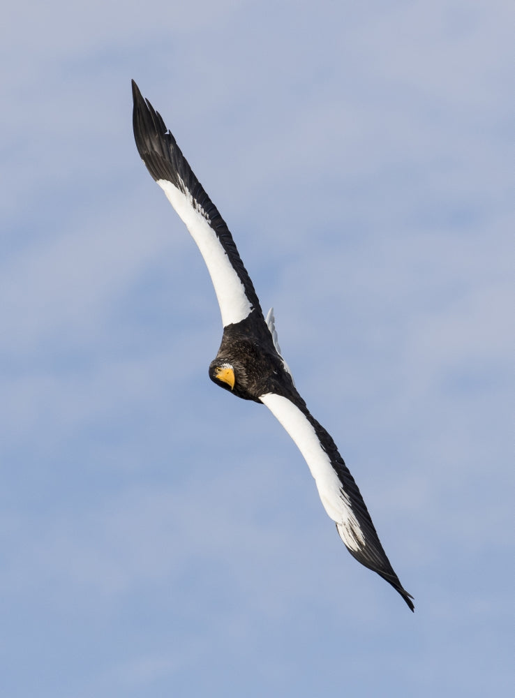Steller's Sea Eagle flying over Shiretoko Peninsula, Hokkaido, Japan - Poster Print by Darrell Gulin