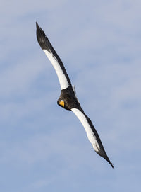Steller's Sea Eagle flying over Shiretoko Peninsula, Hokkaido, Japan - Poster Print by Darrell Gulin