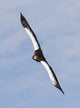 Steller's Sea Eagle flying over Shiretoko Peninsula, Hokkaido, Japan - Poster Print by Darrell Gulin