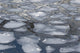 Pancake Ice along Shiretoko Peninsula Art Print by Darrell Gulin