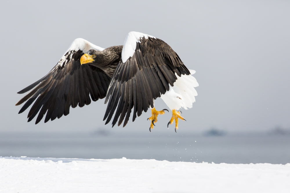 Steller's Sea Eagle flying over the Shiretoko Peninsula in Hokkaido, Japan - Poster Print by Darrell Gulin.