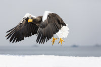 Steller's Sea Eagle flying over the Shiretoko Peninsula in Hokkaido, Japan - Poster Print by Darrell Gulin.