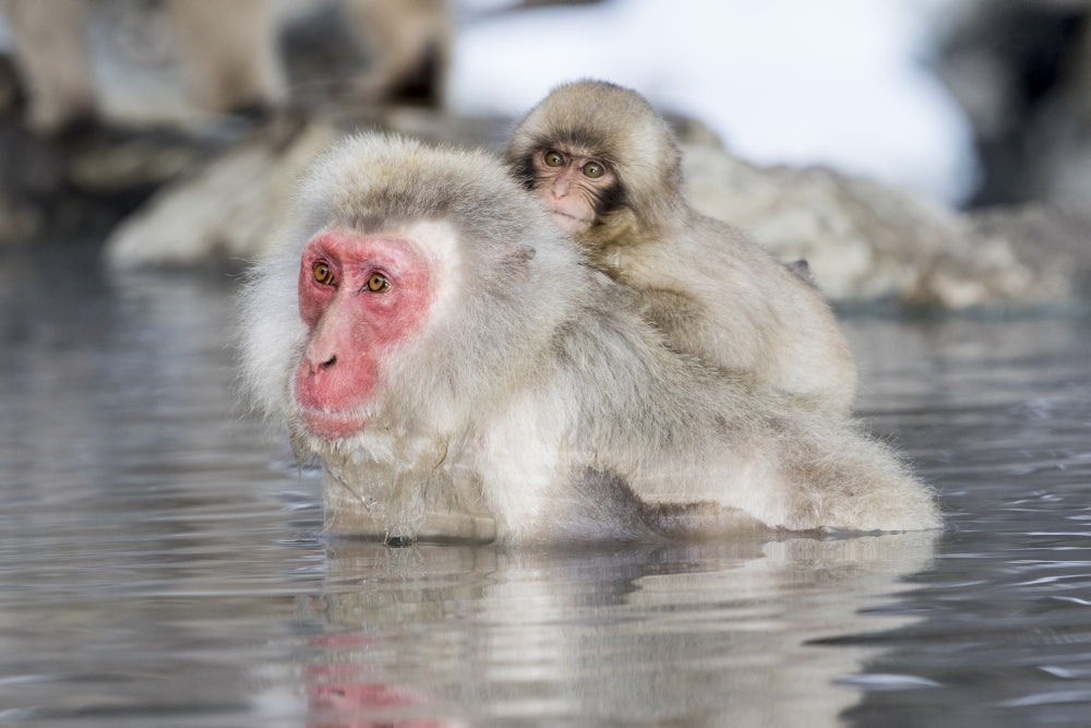 Snow monkeys wintering in Nagano, Japan poster print by Darrell Gulin