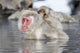 Snow monkeys wintering in Nagano, Japan poster print by Darrell Gulin