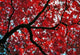 Japan Scarlet Maple Tree Poster Print by Ric Ergenbright