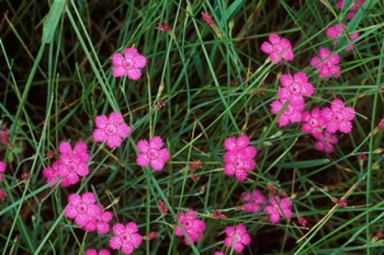 Nadeshiko (Wild Pinks) poster print by Rob Tilley showcasing vibrant wildflowers in Hokkaido, Japan.