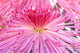 Crysanthemum Print at Sensoji Temple, Asakusa, Tokyo by Rob Tilley