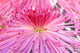 Crysanthemum poster print featuring Sensoji Temple in Tokyo, Japan.