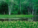 Mitsugashiwa, Norikura, Nagano Japan Poster Print by Rob Tilley