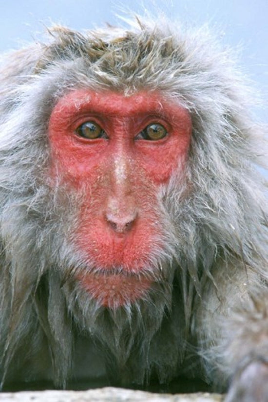 Snow Monkey Japanese Macaque Poster Print by Rob Tilley
