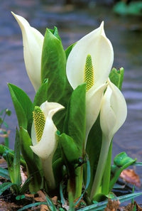 Skunk Cabbage Art Poster Print by Rob Tilley featuring Mount Hakkoda, Japan.