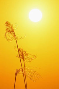 Susuki Grass at Sunset Fine Art Print by Rob Tilley