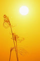 Susuki Grass at Sunset Fine Art Print by Rob Tilley