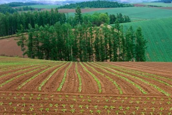 Sugar Beet Field in Biei Hokkaido Japan Poster Print by Rob Tilley