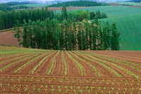 Sugar Beet Field in Biei Hokkaido Japan Poster Print by Rob Tilley