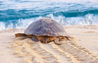 Loggerhead Turtle Poster Print by Rob Tilley showcasing marine life in Yakushima, Japan.