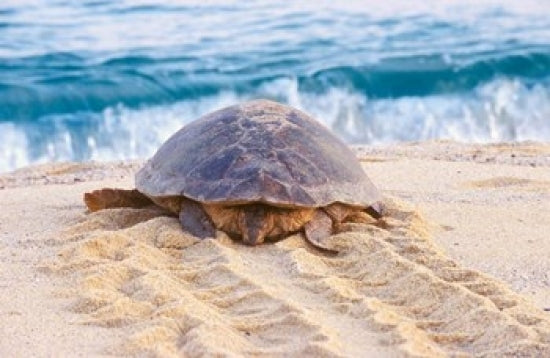 Loggerhead Turtle poster print by Rob Tilley, coastal art from Japan.