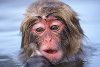 Snow Monkey in Hot Spring Poster Print by Rob Tilley