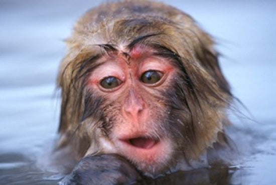 Snow Monkey in Hot Spring Poster Print by Rob Tilley