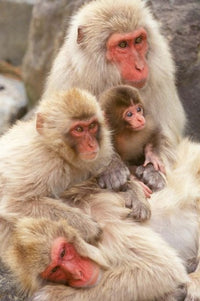 Snow Monkey Family Poster Print from Jigokudani, Japan