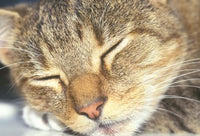 Cat Sleeping Poster Print by Rob Tilley, showcasing a peaceful feline scene.