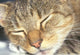 Cat Sleeping Poster Print by Rob Tilley, showcasing a peaceful feline scene.