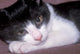 Cat Relaxing on Sofa Poster Print by Rob Tilley