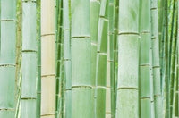 Bambloo Forest Poster Print by Rob Tilley featuring lush greenery from Sagano, Arashiyama, Kyoto, Japan.