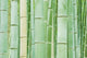 Bambloo Forest Poster Print by Rob Tilley featuring lush greenery from Sagano, Arashiyama, Kyoto, Japan.