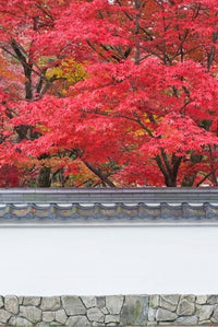 Eikando Temple Kyoto Poster Print by Rob Tilley